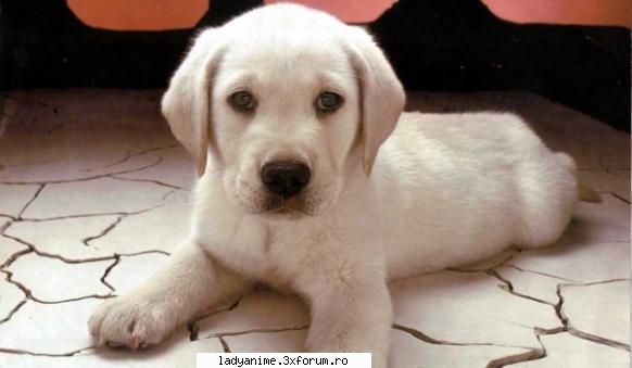 Poze cu Animale - dark_angel - Animale