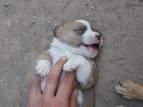 Poze cu Animale - dark_angel - Animale